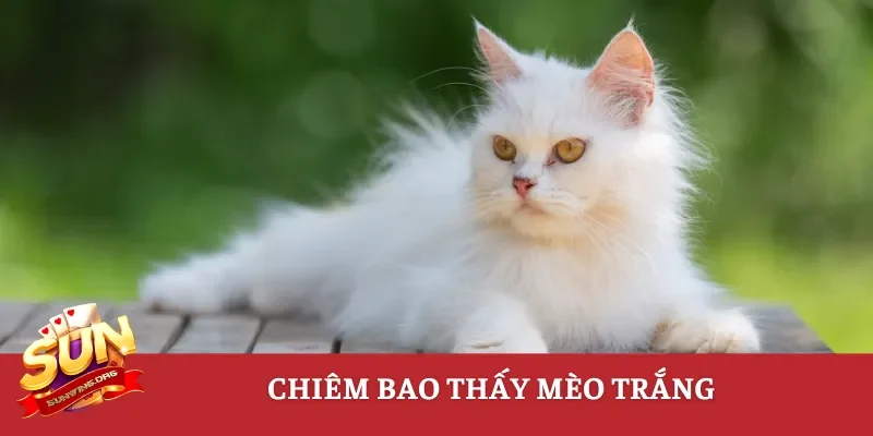 Chiêm bao thấy mèo trắng
