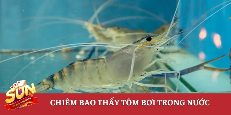 Chiêm bao thấy tôm bơi trong nước