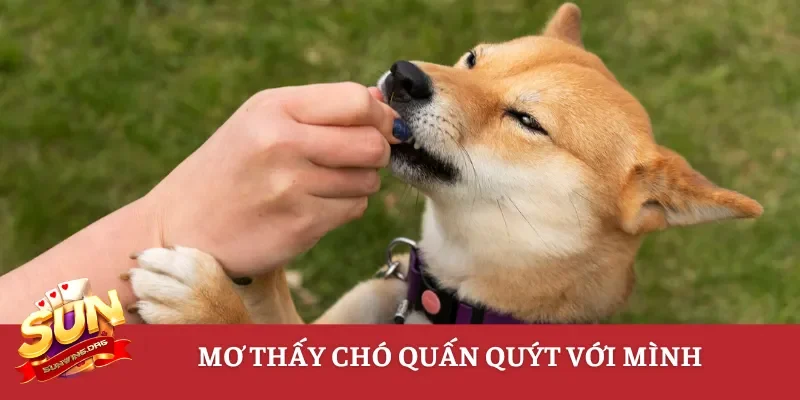 Mơ thấy chó quấn quýt với mình