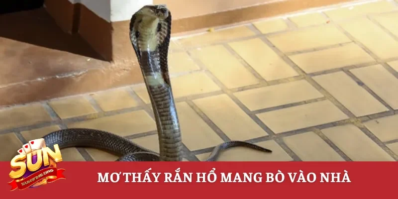 Mơ thấy rắn hổ mang bò vào nhà