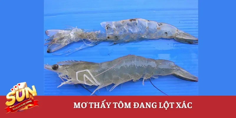 Mơ thấy tôm đang lột xác