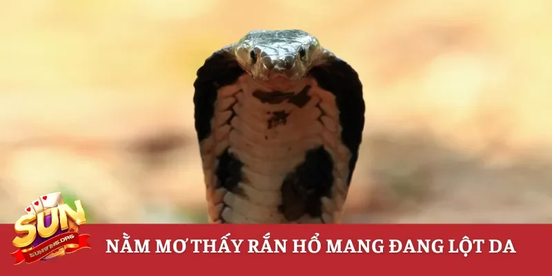 Nằm mơ thấy rắn hổ mang đang lột da