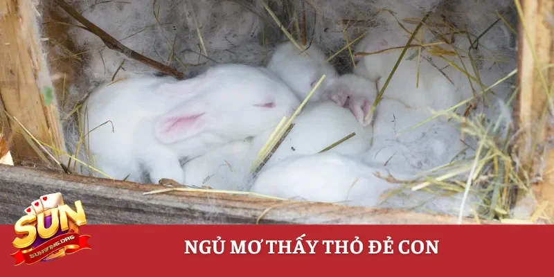 Ngủ mơ thấy thỏ đẻ con